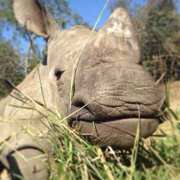 He'll stay at the center until he is old enough to be released back into the wild, where hopefully he can live safely.