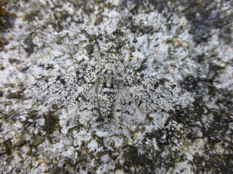 Peppered Moth