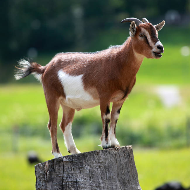 9.) Goats