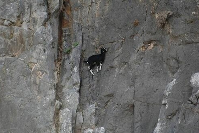 Ok, its a little hard to see but this goat is essentially taking a snooze against a rock wall at 90 degrees.