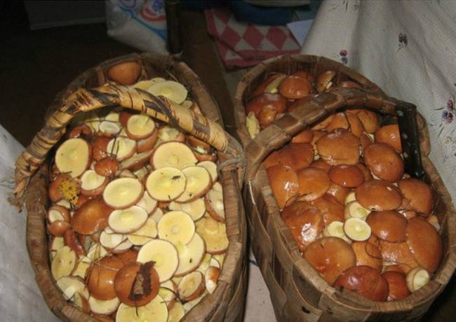 Gathering wild mushrooms.