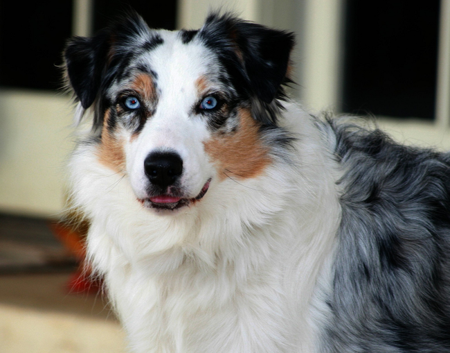 Australian Shepherd