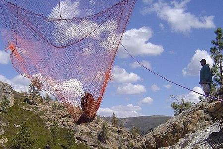 The office then moved the 250 pound bear into the net, and it was lowered back down to the ground.