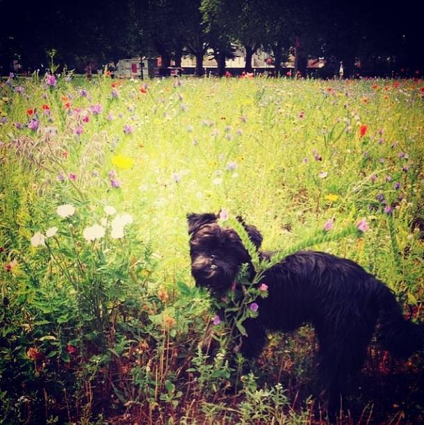 <a href="https://instagram.com/affenpinscherroxy/" target="_blank">Roxy the Affenpinscher</a>