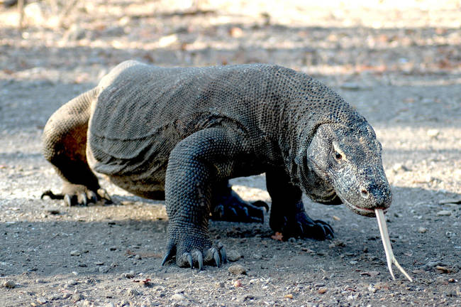 18.) Komodo Dragon