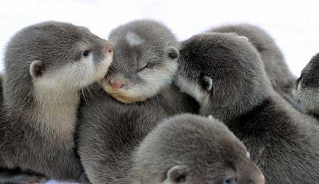 9.) I wouldn't have this any otter way.