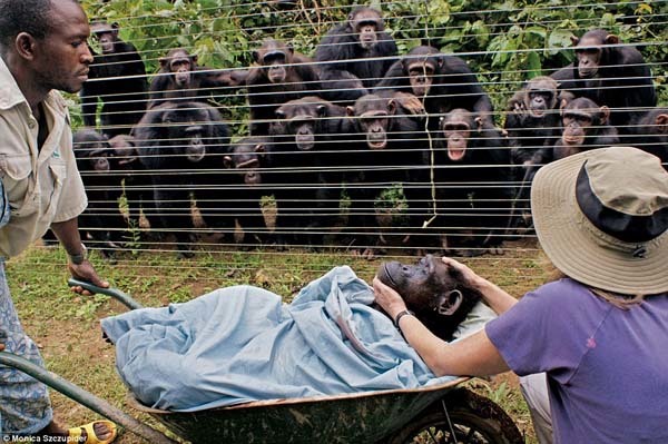 11.) In 2008, fellow chimps mourn the passing of Dorothy, their family member and friend.