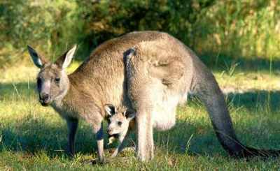 Kangaroo: If you didn't know what a kangaroo was, you wouldn't believe it when friends returned from Australia telling you they saw creatures with "heads of deer that stood upright like men and hopped like frogs" either.