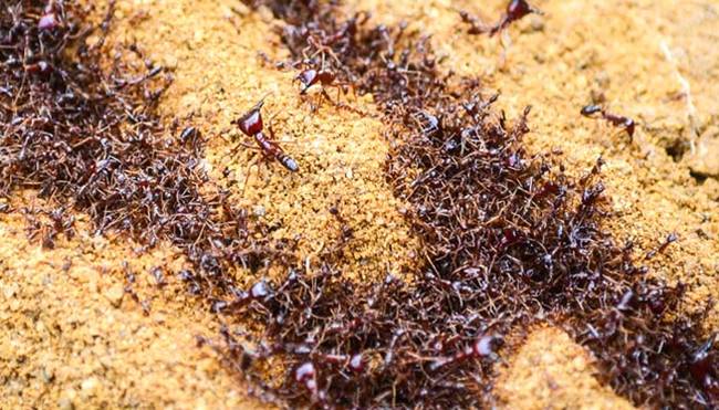 5.) Driver Ants.