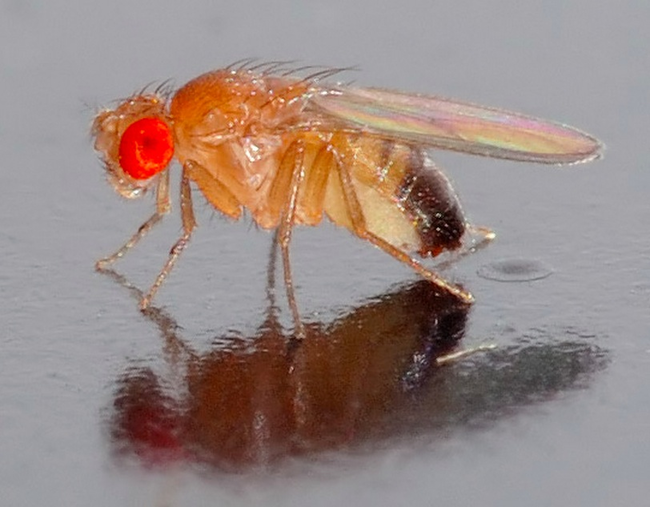 The first living creatures to actually enter outer space were two fruit flies in 1947.