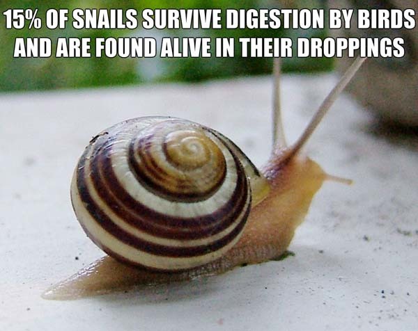 21.) Snails: they know what you did last summer.