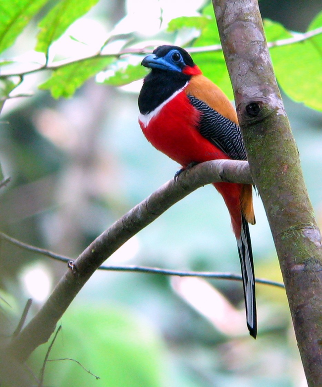 20.) Red-Naped Trogon