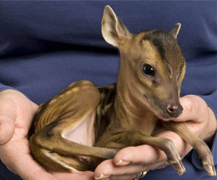 His mother was unfortunately hit by a car while she was pregnant. She couldn't be saved, but little Rupert was delivered prematurely by C-section.