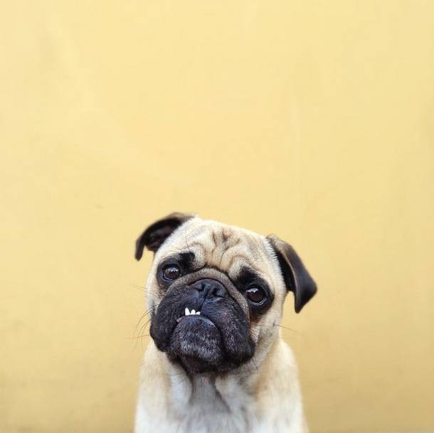 Norm the Pug