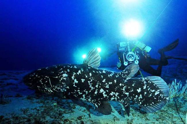 3.) Coelacanth. 