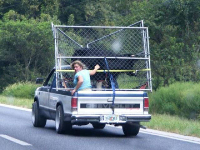 "Well, of course we put the cow in a travel box. Do you think we really want to take an unnecessary risk?"