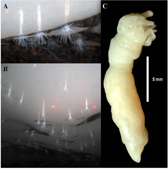 Ice Anemones - <em>Edwardsiella Andrillae</em>