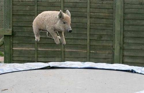 Well, pigs are flying now.