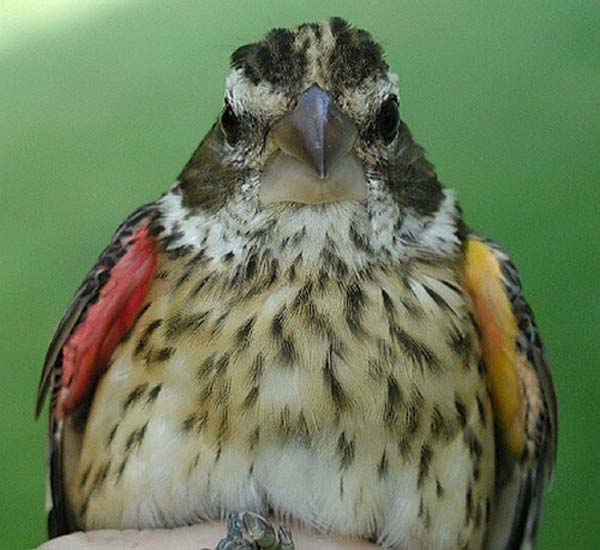 1.) This Rose Breasted Grosbeak is both two faced...and a little plump.