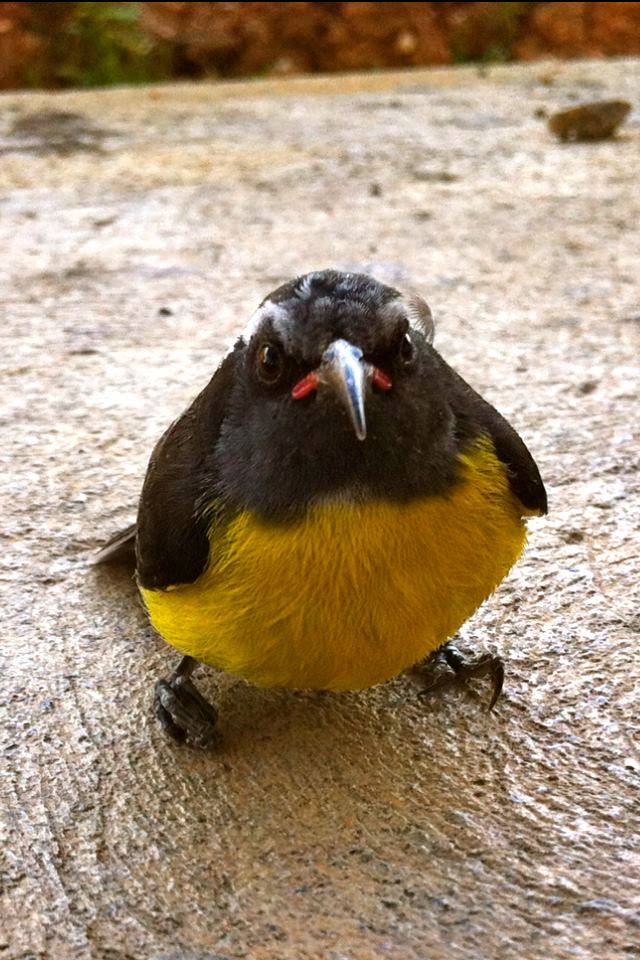 "I'd like to have a word with you about your seed choice in the bird feeder."