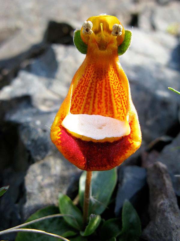 12.) Happy Alien (Calceolaria Uniflora)