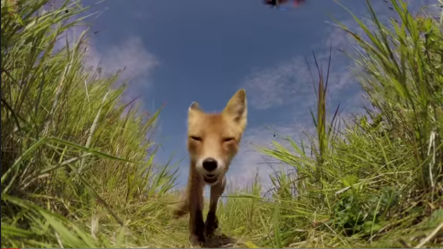 While filming sea lions in Round Island, Alaska, a group of researchers noticed a fox approaching them in the distance.