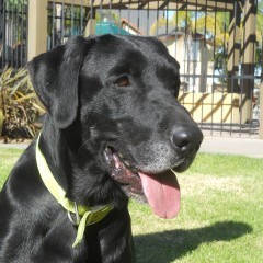 6. Chaney:  A former explosive detection dog who retired from the Marines in 2013 after multiple tours of duty in Afghanistan and Iraq, Chaney and his handler now work together on a nonprofit that trains dogs to work with veterans and kids with autism.