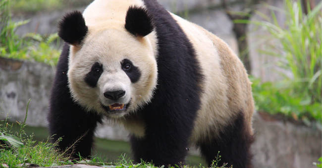 The population of Pandas in the wild is around 2,000.