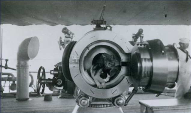 11.) Two cats cozying up in the breech of a 4-inch caliber gun on an American ship.