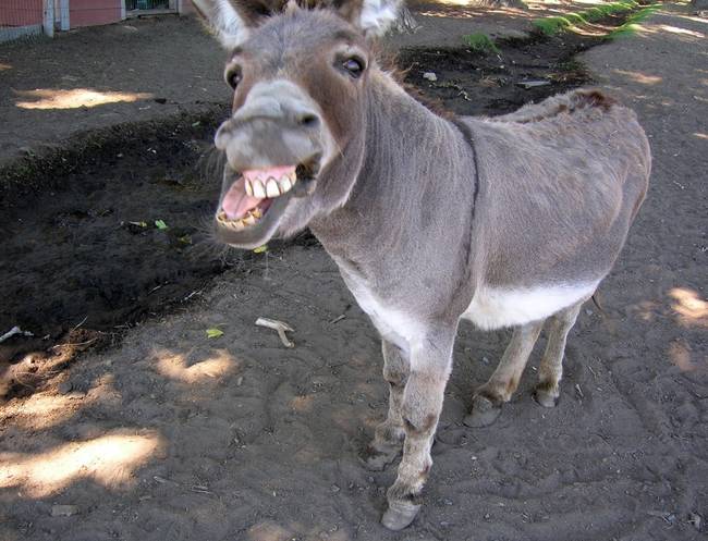 Donkey