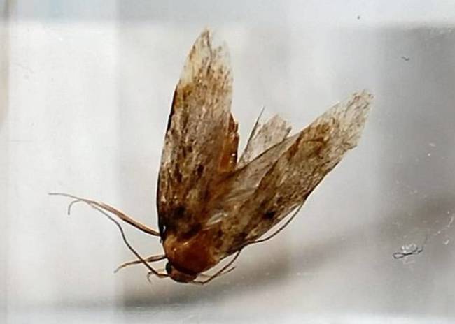 3.) A British man spent three days with this moth buzzing around in his ear.