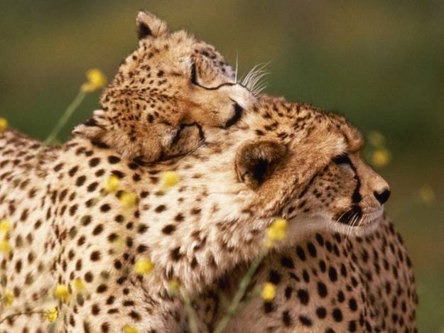 A quick kiss on the head!