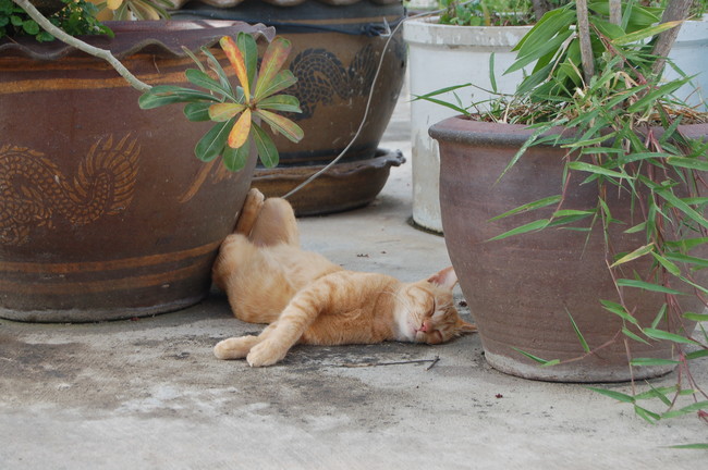 Attacking and eating plants can be so tiring.