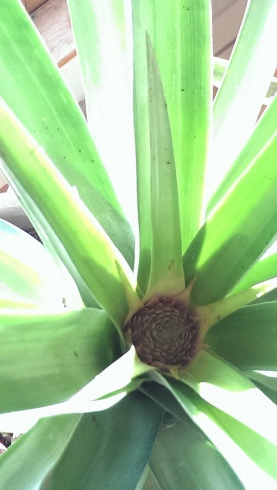 He grew his very own pineapple plant.