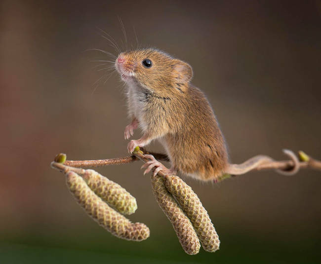 This mouse is very happy to be at the end of this twig.