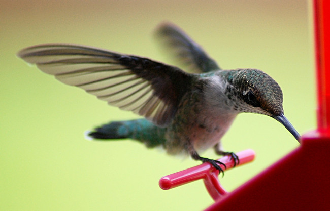 Getting a snack.