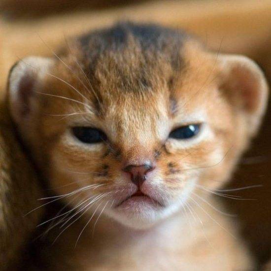 10.) Kitteh is not amused.