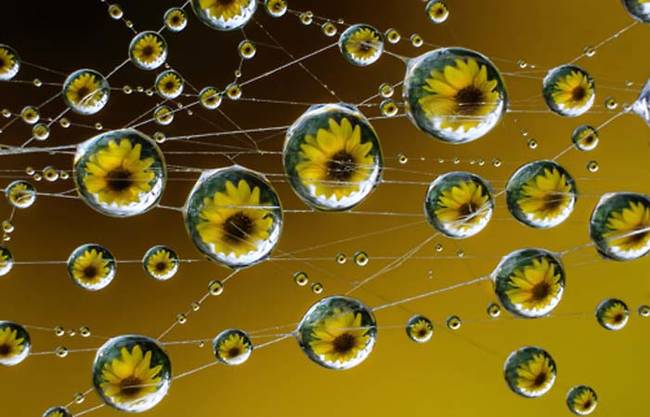 A sunflower through the dew drops. Breathtaking.