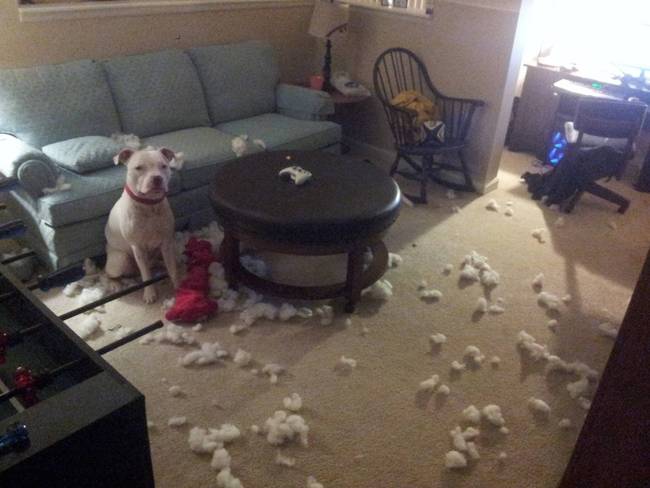 2.) "It was burglars. They were after your pillow foam. I saved the day!"