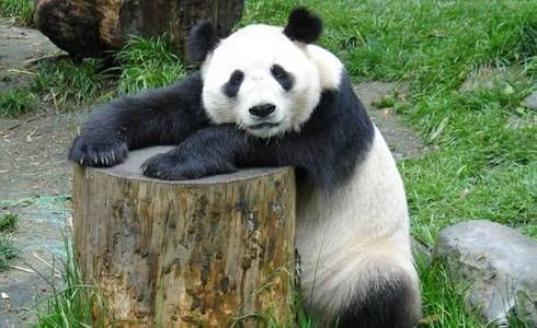 Pandas can poop up to 40 times a day.