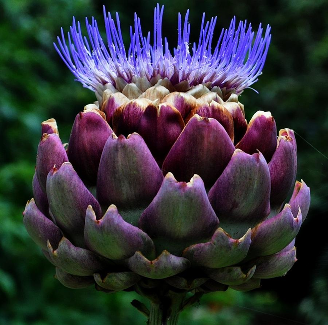 6.) Artichokes grow as flowers.