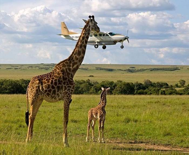 17.) A giraffe's favorite food is an airplane.