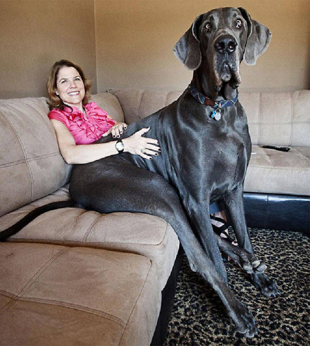 Because Great Dane's make grreeeaaatt lap dogs...