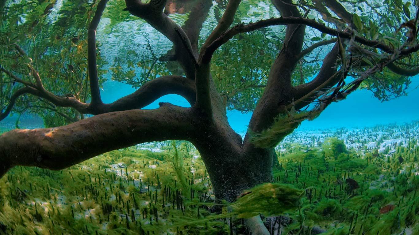 4. An underwater mangrove tree.