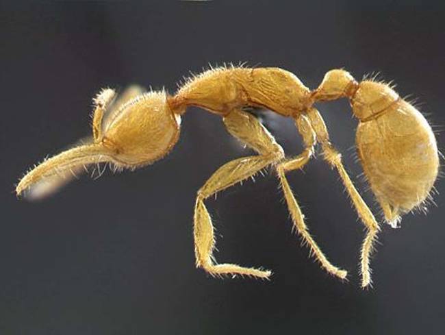 6.) Martialis Heureka Ant.