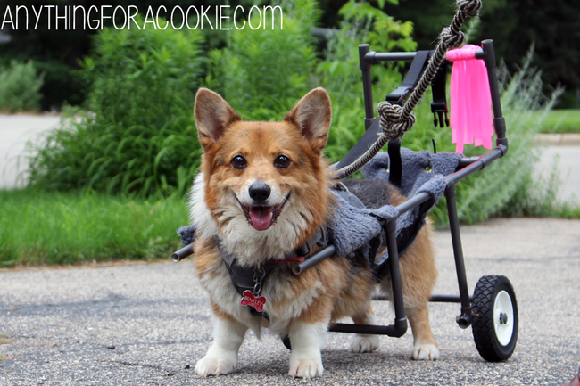 That's a happy pup! Barbi reports that he is now more confident to use the strength he has rather than giving up like he used to.