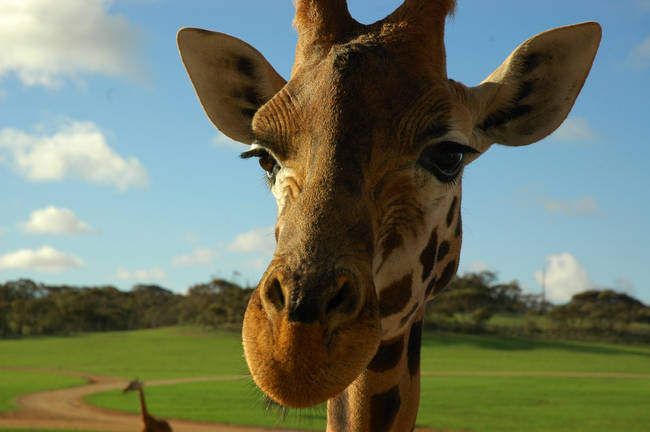 8.) Giraffes can go without water longer than camels can.