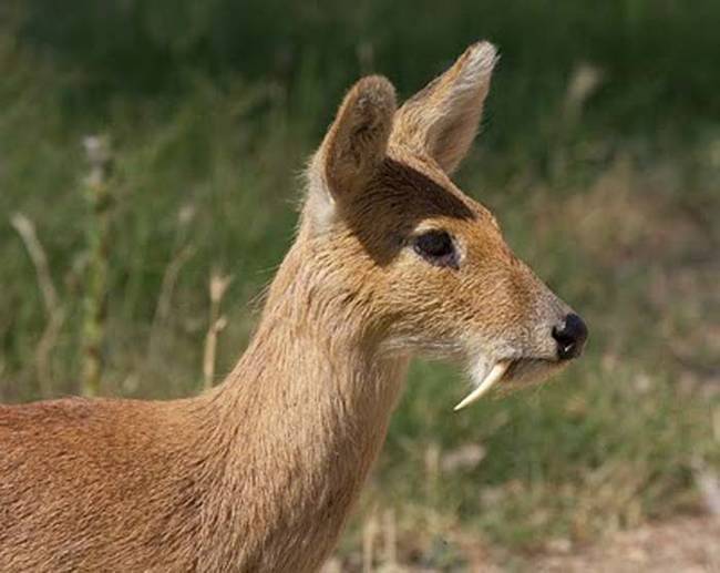 What you will notice right away about the musk deer are its characteristic fangs.