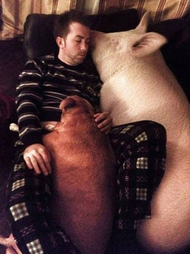 Sweet swine dreams.