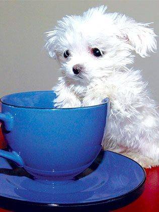 Just get in the tea cup already!!!